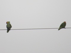 Amazona autumnalis