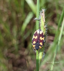 Clinteria klugi