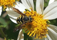 Paranthidium gabbii