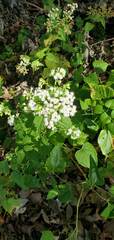 Ageratina