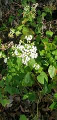 Ageratina