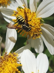 Paranthidium gabbii