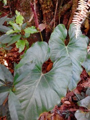 Anthurium umbrosum