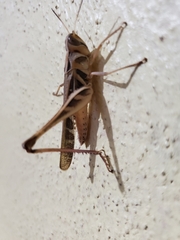 Rhammatocerus viatorius