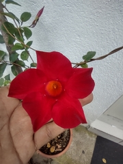 Mandevilla sanderi