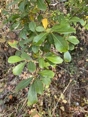 Salix hookeriana