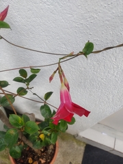 Mandevilla sanderi