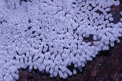 Ceratiomyxa