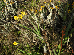 Sisyrinchium palmifolium