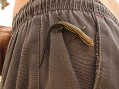 Marisora unimarginata