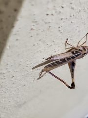 Rhammatocerus viatorius