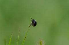 Chrysolina haemoptera