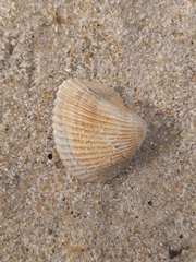 Arcoidea