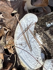 Lentinus substrictus