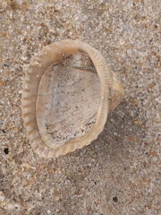 Arcoidea
