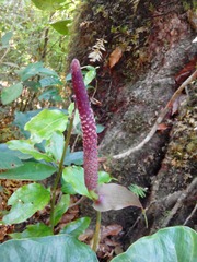 Anthurium umbrosum