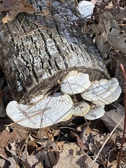 Lentinus substrictus