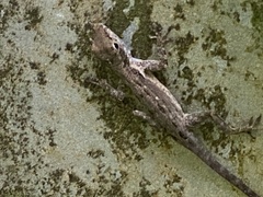 Anolis