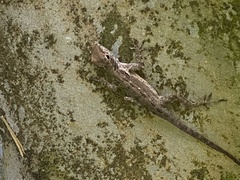 Anolis