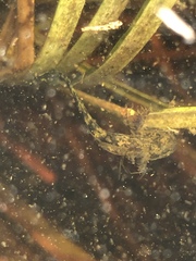 Ambystoma talpoideum