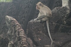 Macaca fascicularis