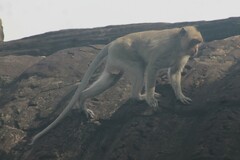 Macaca fascicularis