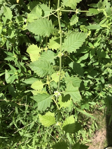 American water horehound (Lycopus americanus)