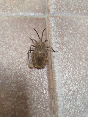 Spartocera