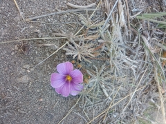 Oxalis laciniata