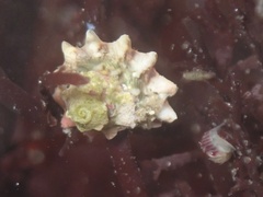 Megastraea undosa