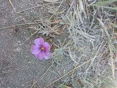 Oxalis laciniata
