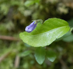 Gesneriaceae