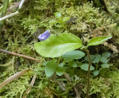 Gesneriaceae