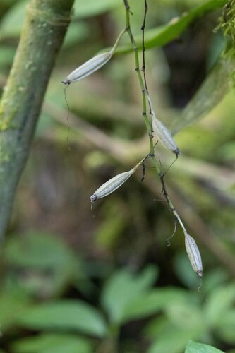Aerangis citrata, photograph 2