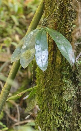 Aerangis citrata