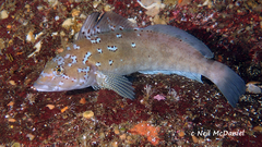 Hexagrammos decagrammus