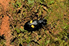 Oxycheila tristis
