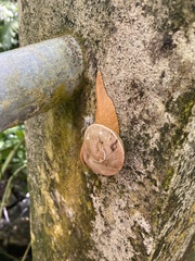Parthena acutangula