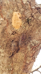Lymantria dispar
