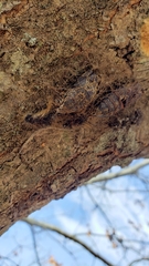 Lymantria dispar