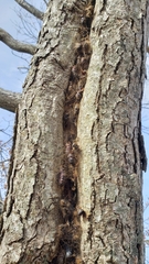 Lymantria dispar