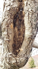 Lymantria dispar