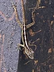 Anolis cristatellus