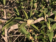 Tarchonanthus littoralis