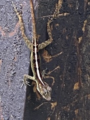 Anolis cristatellus