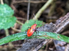 Dysdercus cingulatus