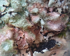 Tremellomycetes