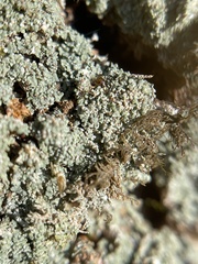 Punctelia missouriensis