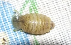 Cymothoida