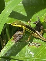 Anolis krugi